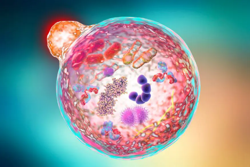 Combination treatment harnesses cellular recycling system to fight multiple myeloma
